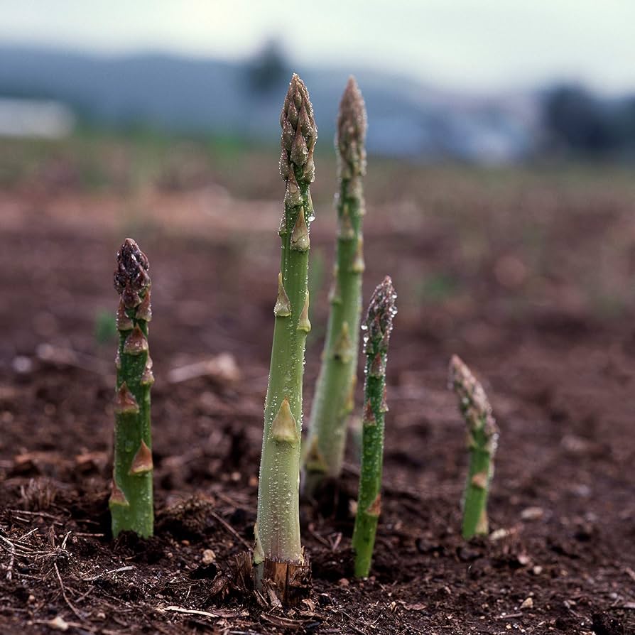 Amazon.com : Asparagus Seeds - UC 157 F1-0.25 Oz ~237 Seeds